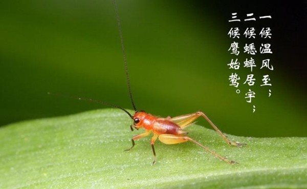 小暑节气：避暑“养阳”，预防病从口入